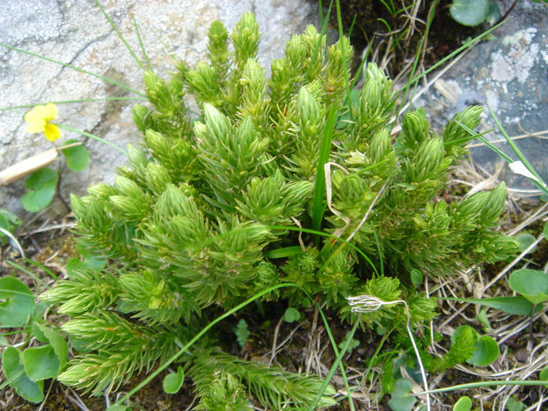 Huperzia selago photo